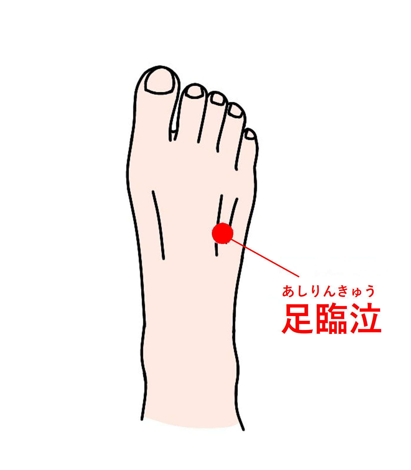 足 の 甲 ツボ