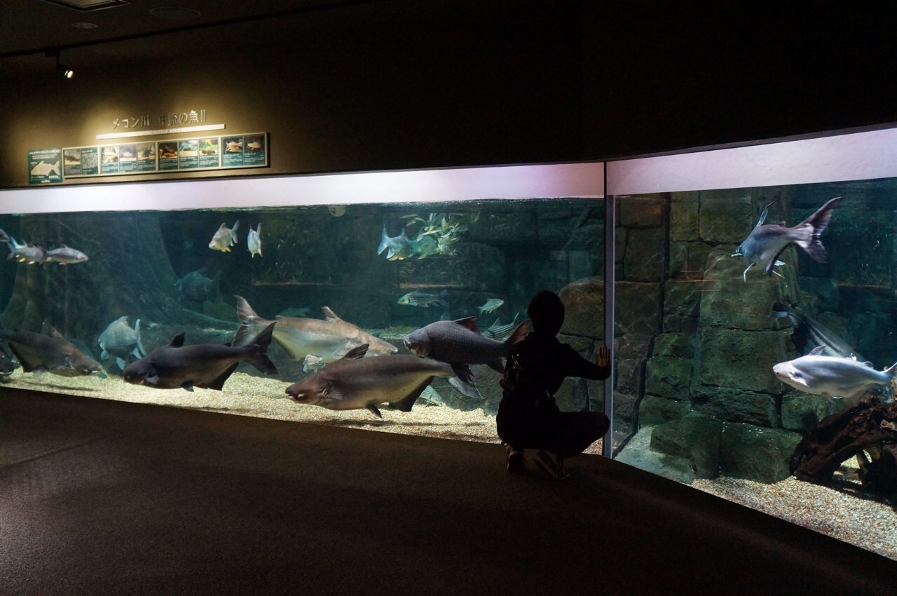 世界最大の淡水魚ピラルクー